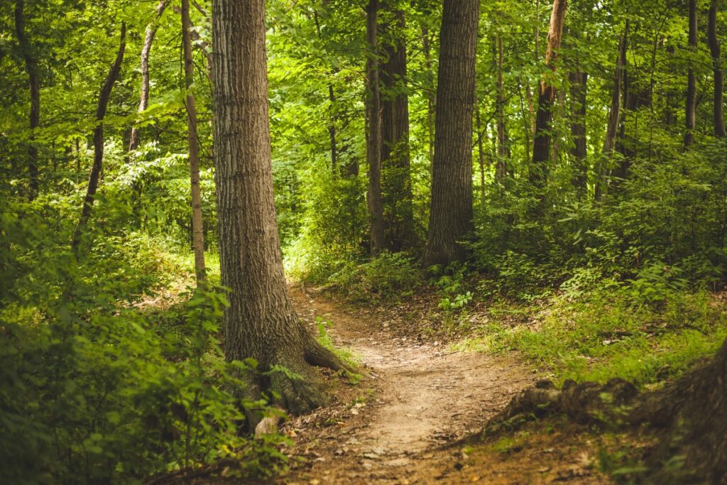 austerlitz plan natuurbranden