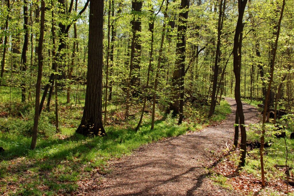 bossen utrechtse heuvelrug