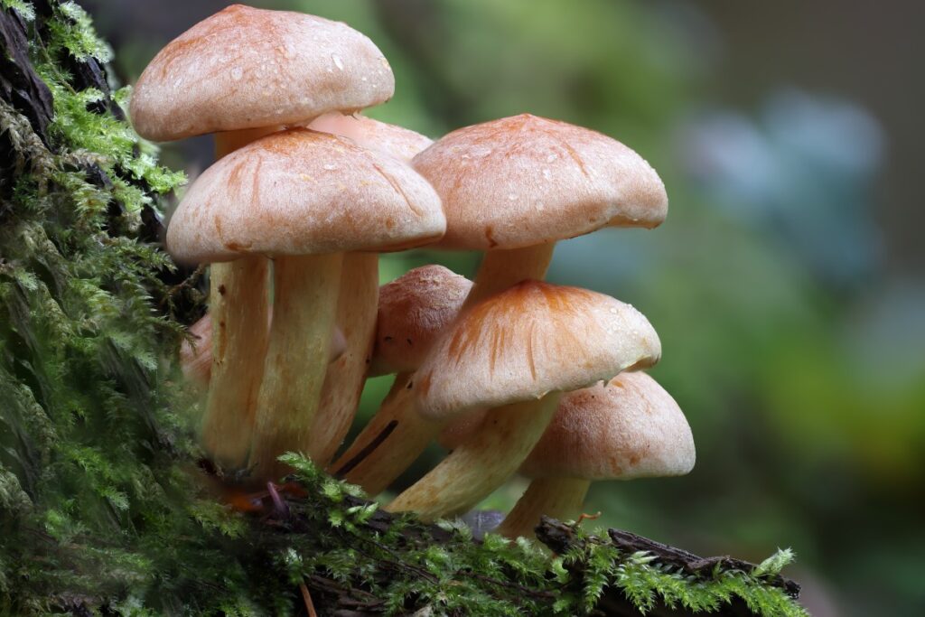 paddestoelenwandelng ivn